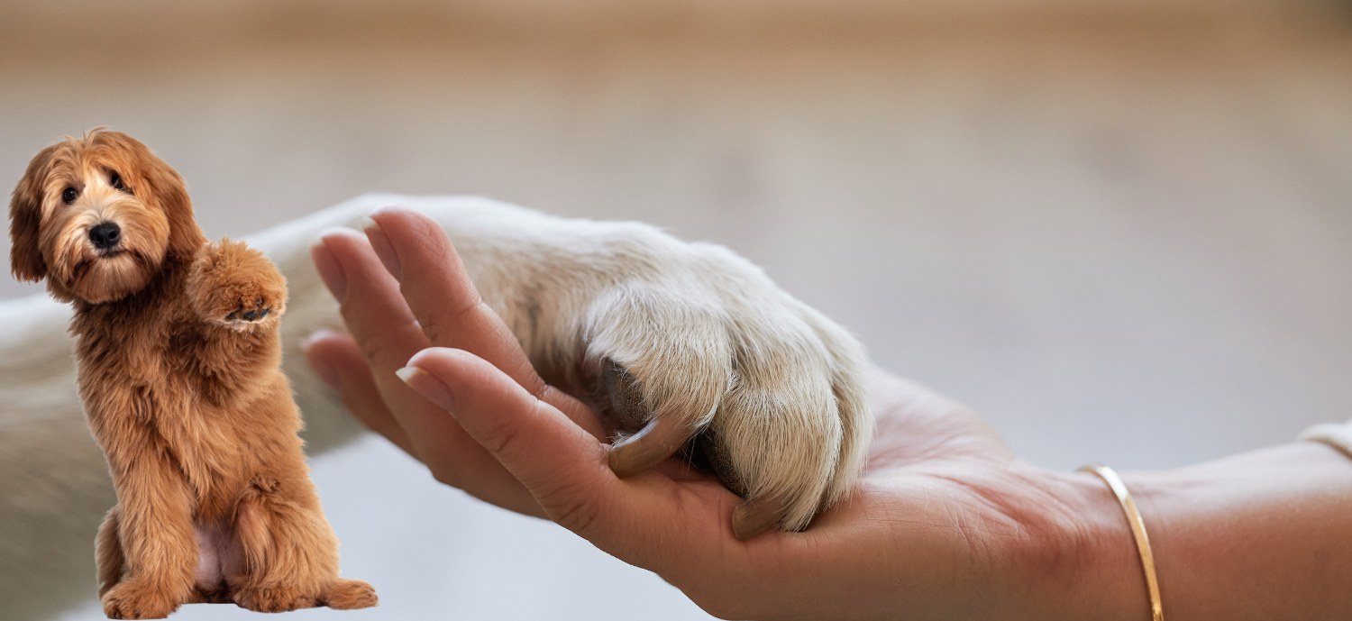 Terms and Conditions – Vero Animal Health