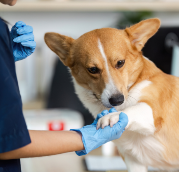 Ear Cleansing Solution – Vero Animal Health