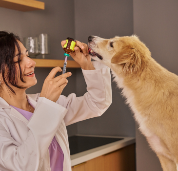 Veterinary Syringes – Vero Animal Health