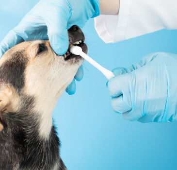 Oral Care Dental Kit – Vero Animal Health