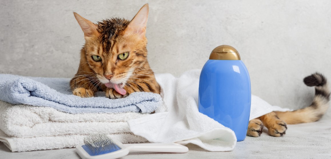 Pet Essentials