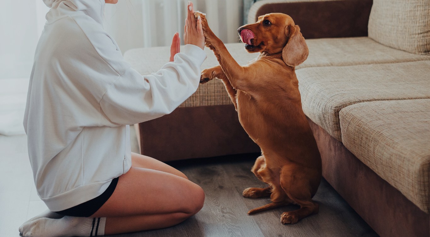Person high-fiving a dog